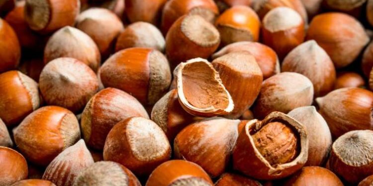 CHP’li Torun’dan iktidara ‘fındık’ tepkisi: ‘Hala fiyat belirleyemediler, 4 dolar olmalı’