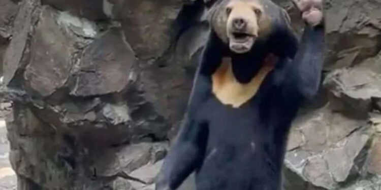 Çin’deki hayvanat bahçesinden dünyaya ‘ayı’ açıklaması