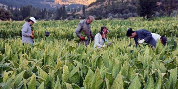 Çiftçinin 'kışı' başlıyor