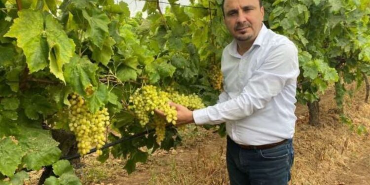 CHP’li Başevirgen: Kuru üzümün taban fiyatı 65 lira olmalı