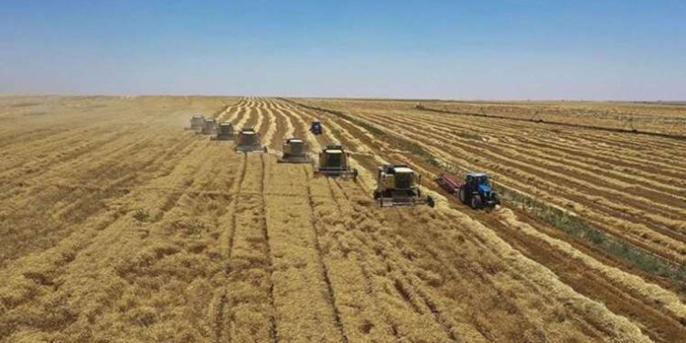 Küresel gıda güvenliği tehlikede: Ukrayna'nın tarım ürünü ihracatında sert düşüş