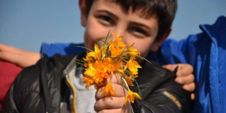 Pek çok hastalığın şifası bitki: Safran kadar faydalı ama bilinmiyor!