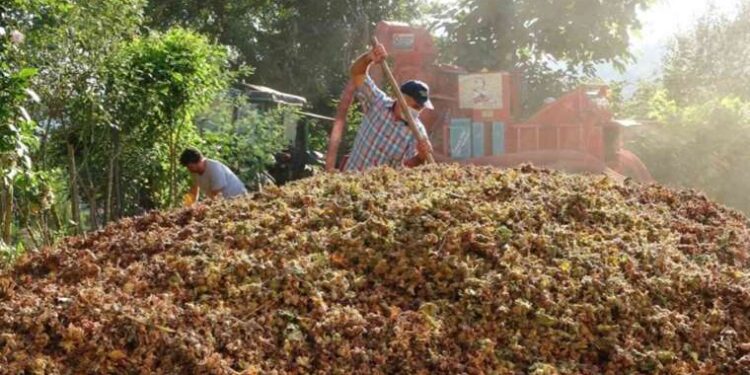 Saatlik ücretleri 2 bin lira: Yılda sadece 1.5 ay çalışıyorlar
