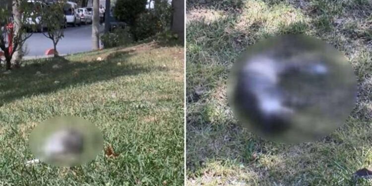 Pakistan’da geçici hükümetin başbakanı Hak Kakar oldu