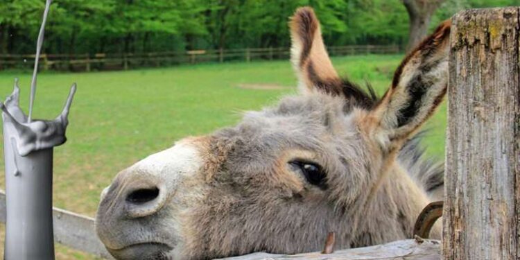 Kanser önleyici eşek sütü hakkında her şey!