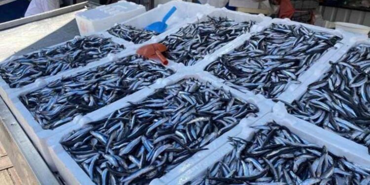 Hamsi, palamut, istavrit... Balık fiyatları el yakıyor!