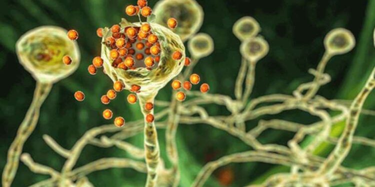 Kara mantar diyabetlileri etkileyebilir