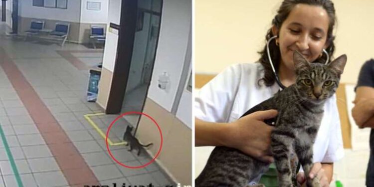 Depremin vurduğu Fas’ta 3 günlük ulusal yas ilan edildi