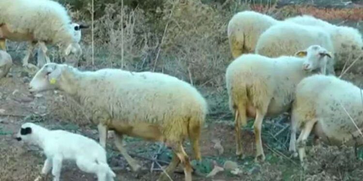 300 kilo kenevir yiyen koyunlar ‘kafayı’ buldu