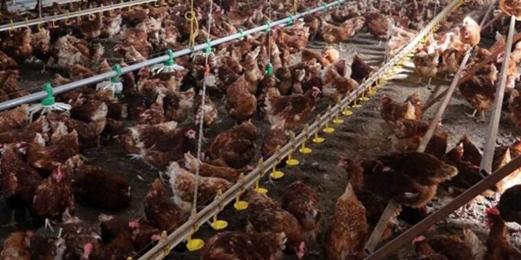 TÜİK açıkladı: Tavuk eti ve süt üretiminde azalma