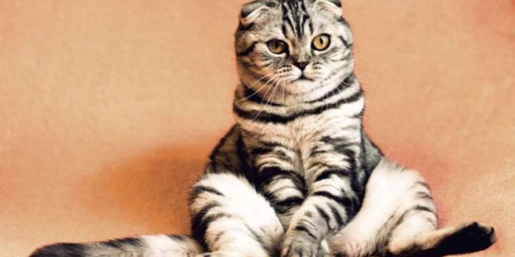 Sunay Akın imzalı ‘Kedi Müzesi’ açıldı