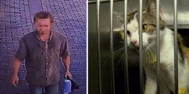 Kedilere kezzap ve asit dökmüştü: 91 bin TL 'para cezası' kesildi