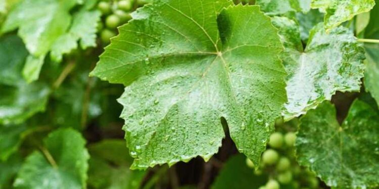 Taksim’de ‘yol isteme’ kavgası: Otomatik silahla vurdu!