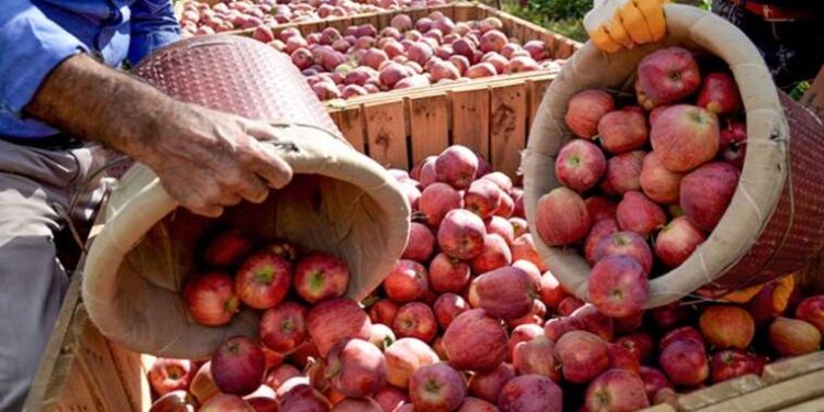Elmanın tarladan markete fiyatı 6 kat artıyor!