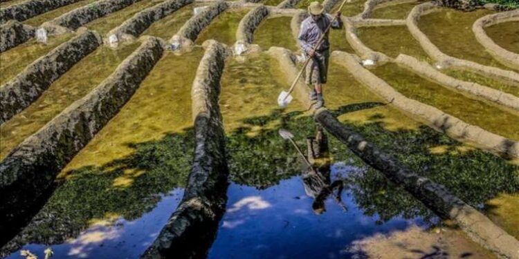 Fitch Ratings: Pirinç fiyatları daha da artacak