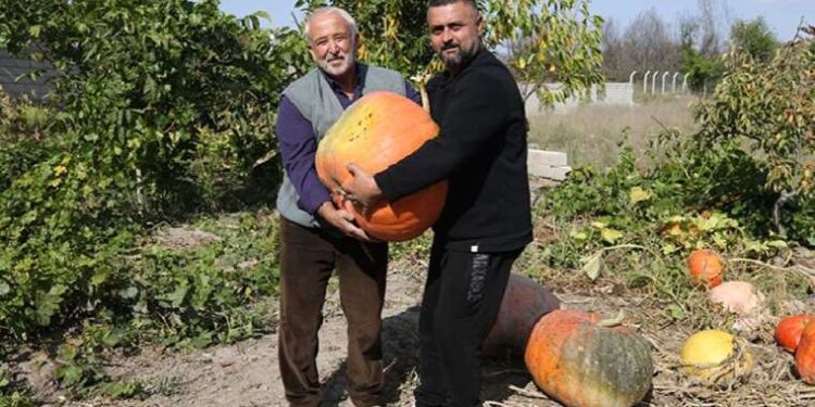 Hollanda’dan hediye gelen tohumları bahçesine ekti, ağırlığı 40 Kiloya ulaştı