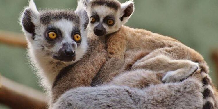 Neye iyi geleceğine inanamayacaksınız: Hayvan dışkısındaki şaşırtan mucize!
