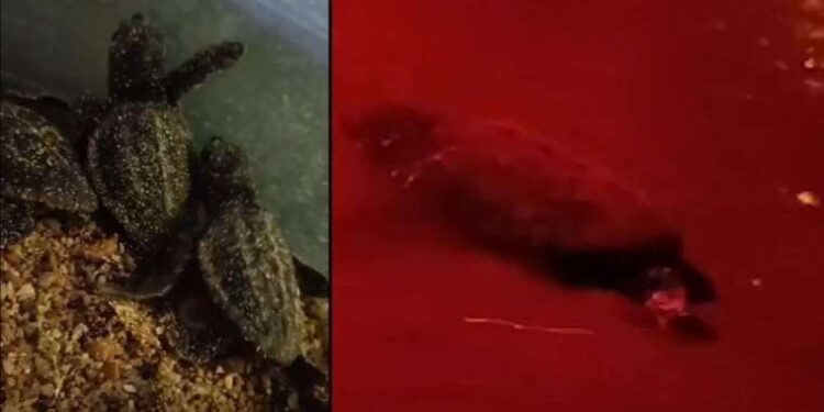 Didim’de yavru caretta carettalar denize ulaştı