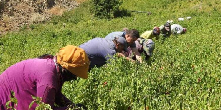 Sınırın sıfır noktasında “en acı” hasat