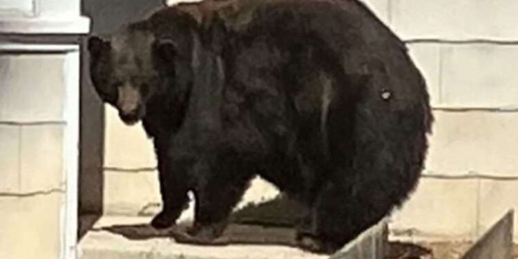 'Sabıkalı' dev ayı, şikayetlerin artmasından bir yıl sonra yakalandı