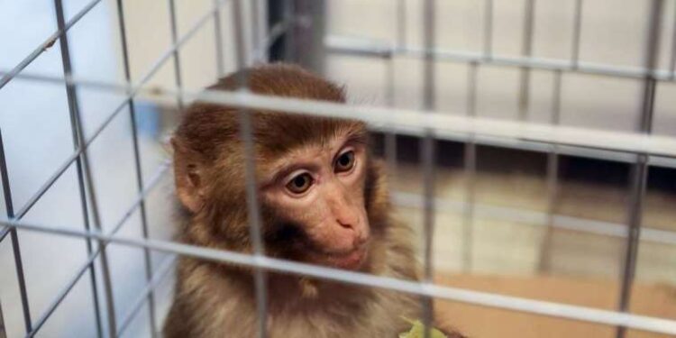 Bodrum’un firari maymunu bulundu!
