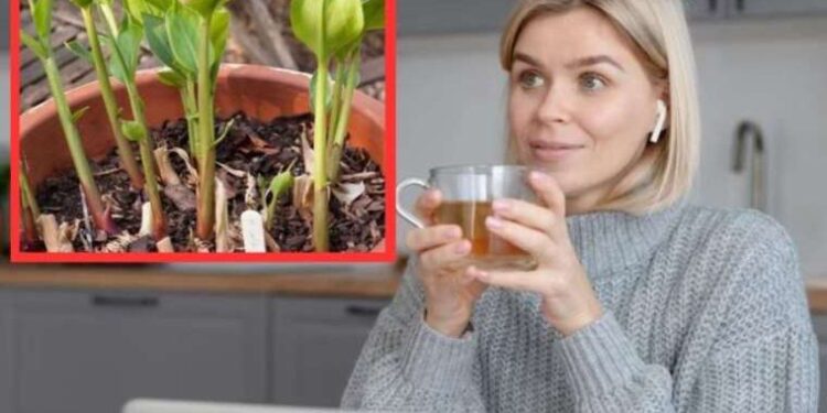 Türk kahvesinin tazeliği nasıl anlaşılır?