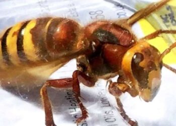 Göçmen kaçakçılığında yeni yöntem… Polis yeleği ve telsiz kullanmışlar!