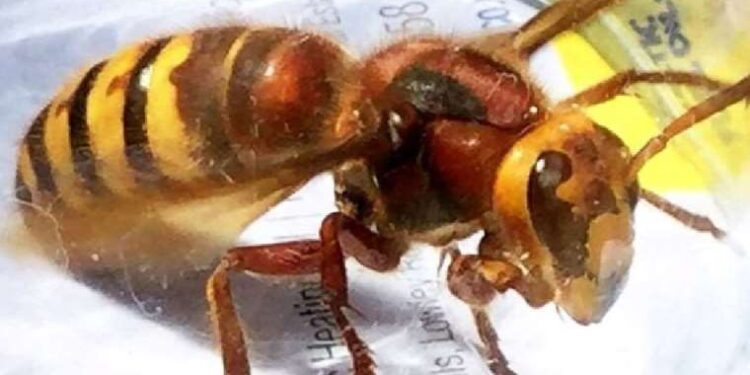 Göçmen kaçakçılığında yeni yöntem… Polis yeleği ve telsiz kullanmışlar!