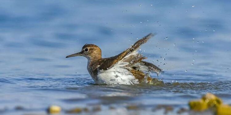 ABD’de Asya dev eşek arısı alarmı: Ülkede ilk kez görüldü