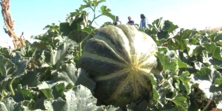 Hiç sulanmadan yetişiyor, gübre ve ilaç kullanılmıyor!