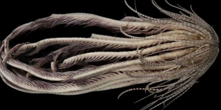 Keşfedilen 20 kollu yaratığa meyve ismi verildi