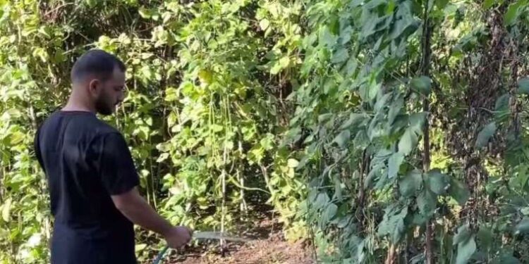 Dünyanın hemen hemen her bölgesinde, Türkiye’de ise sadece bu bahçede yetişiyor