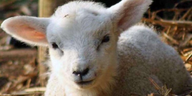 Anne keçinin bakmadığı oğlağa sahip çıktı!