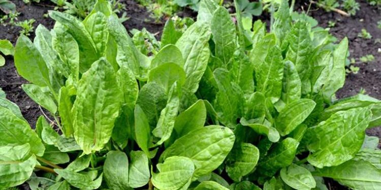 Mikropların korkulu rüyası: Anne sütünü arttırıyor, cilt lekelerine son veriyor