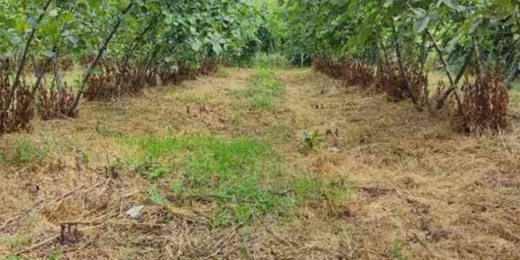 Samsun’da kahverengi kokarca paniği! “Acil Eylem Planı Toplantısı” yapıldı…