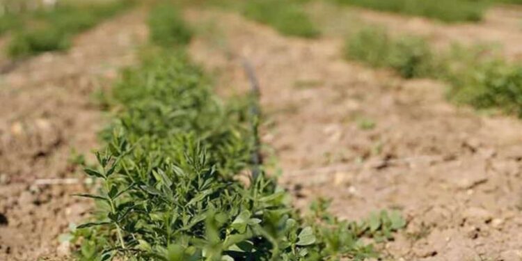 ‘Edirne kırmızısı’ verimsiz arazilere can olacak