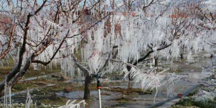 Hollanda’da gördü, Çivril’de uyguladı: ‘Buzlar meyvesini verdi’