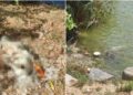 Bakırköy Botanik Parkı'nda hayvanları öldüren ilgisizlik