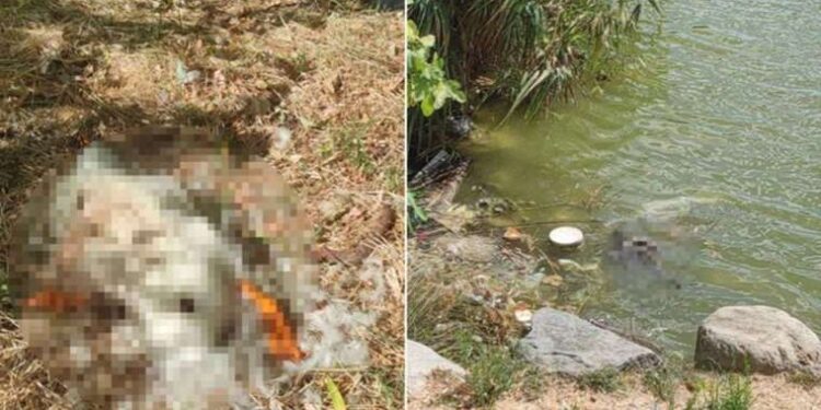 Bakırköy Botanik Parkı'nda hayvanları öldüren ilgisizlik