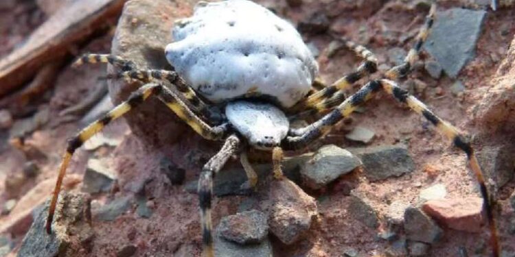 Gümüşhane’de görüldü! Dünyanın en zehirlilerinden