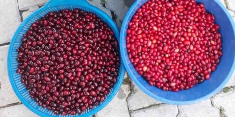 Kızılcık üretimi düştü, fiyatlar ikiye katlandı