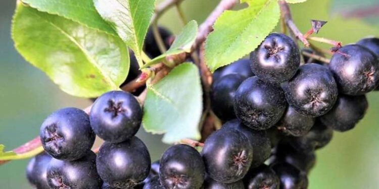 Ekvador’da aracın önünü kesip kız çocuğunu kaçırdılar