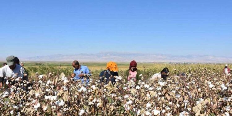 Kışlık patlıcan konservesi nasıl yapılır? Püf noktalarıyla patlıcan konserve tarifi…