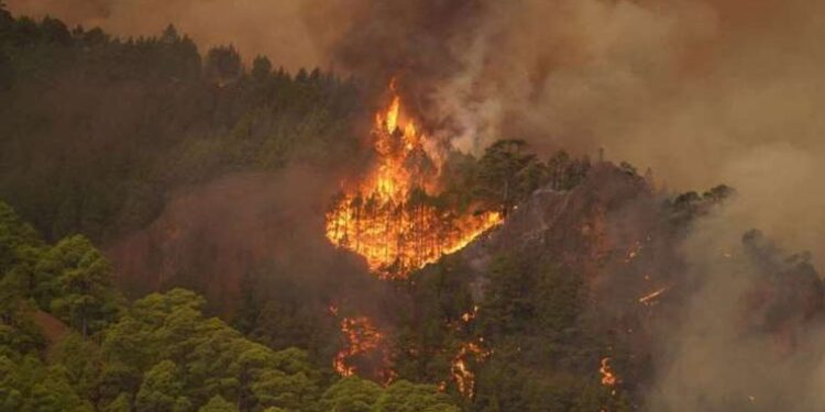 Tenerife Adası yanıyor: Binlerce hektarlık alan küle döndü
