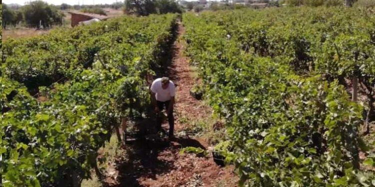 3 dönüm bağdan 8 ton çıktı, 240 bin liraya sattı! Kırıkkale’nin Delice beyazı…