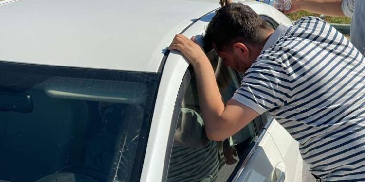 ‘Endişe verici türler’ listesinde yer alıyor: Avrupa’da ‘istilacı’ karınca alarmı!