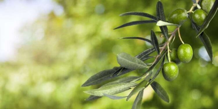 Zeytin yaprağının inanılmaz etkisi… ‘Hipokrat da tedavi için kullanıyordu’