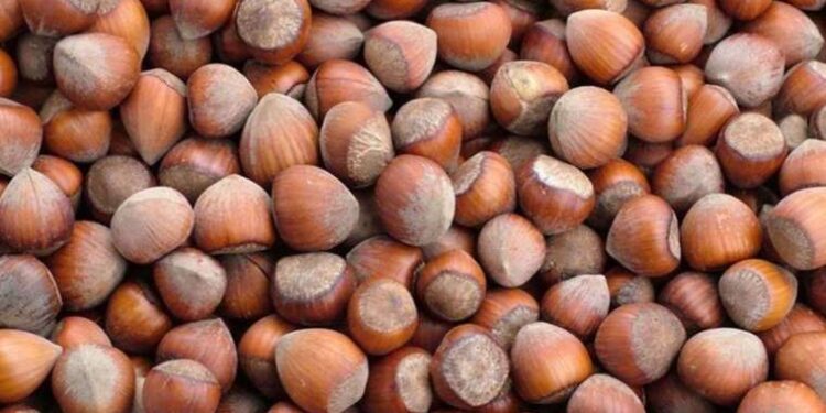 Fındık üreticisine kötü haber: TMO fındık alım fiyatlarına güncelleme yapılmayacak