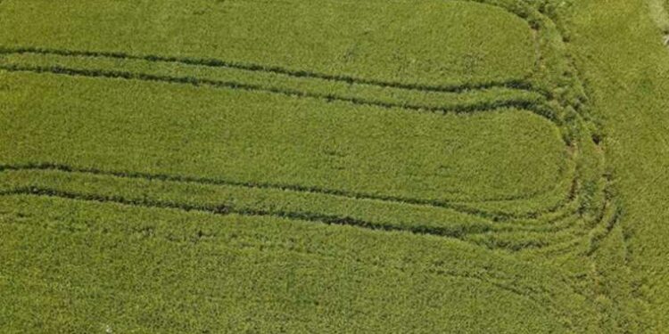 Ziraat Odası Başkanı: 'Çeltikte sıkıntı yaşayacağız'
