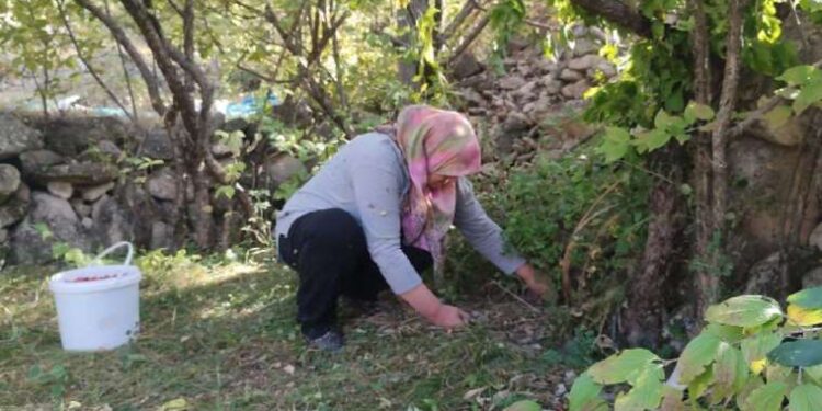 Erzurumluların soğuktan korunma sırrı: Antioksidan ve şifa deposu